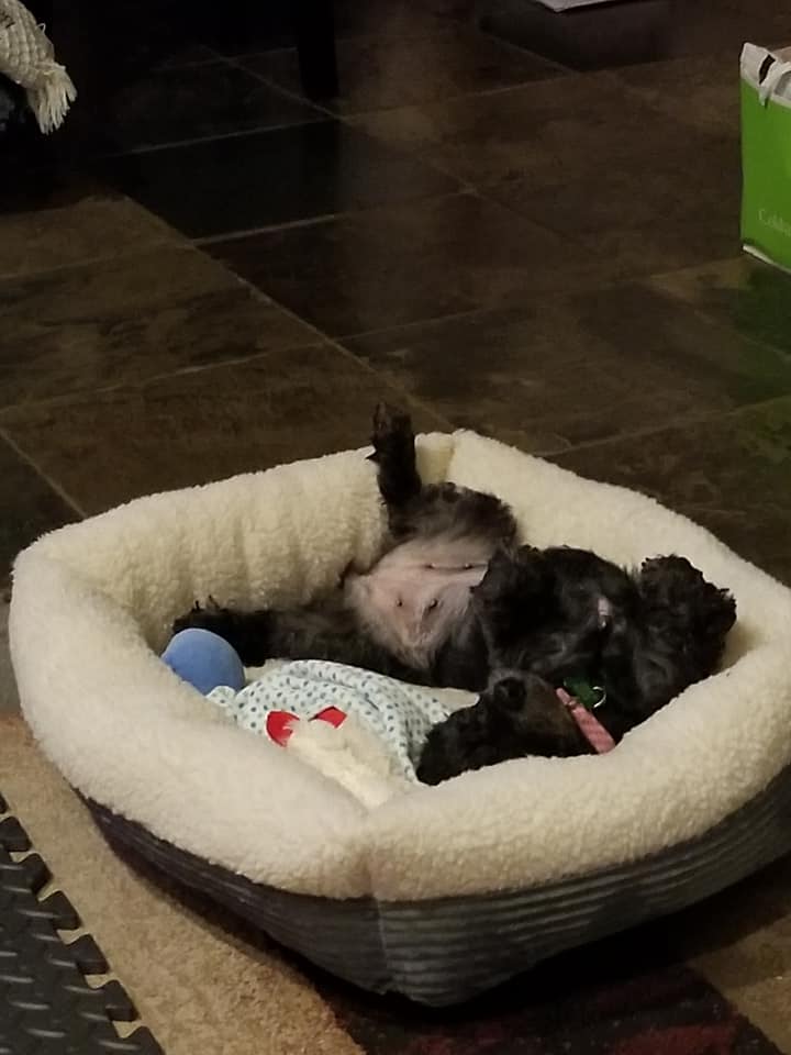 109743701_10157108036225966_5250754450199128350_n